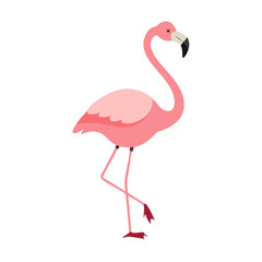 Flamingo: The Elegant Pink Wader