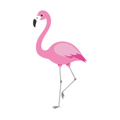 Flamingo: The Elegant Pink Wader