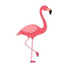 Flamingo: The Elegant Pink Wader