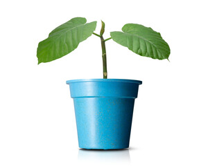 青いプランターに植えられた観葉植物の新芽