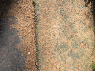 Autumnal Array A Delicate Carpet of Flower Pollen Cascading Over Asphalt and Concrete Surfaces A...