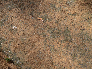 Autumnal Array A Delicate Carpet of Flower Pollen Cascading Over Asphalt and Concrete Surfaces A...