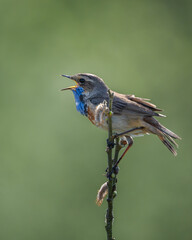 The Bluethroat
