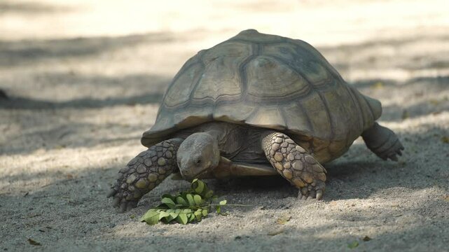 Giant tortoise walking on sandy surface with green food in foreground, showcasing unique shell patterns and natural habitat in bright sunlight and clear background