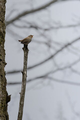 Troglodytes troglodytes. Wild nature. Grey spring day
