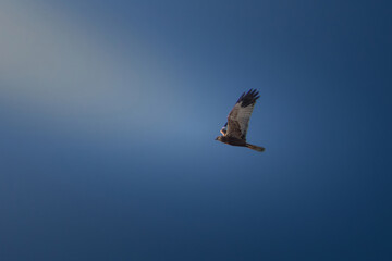 Western Marsh Harrier (Circus Aeruginosus) in flight