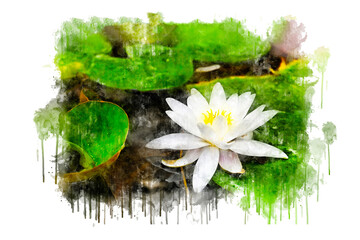 spa still life with camomile flowers