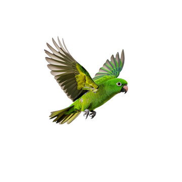 Stock image of a green parrot flying isolated on black background wildlife bird on transparent background