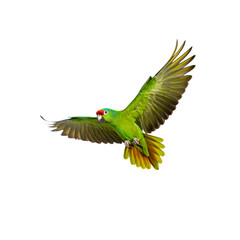Flying green parrot amazon bird exotic pet nature wildlife avian tropical wings on transparent background