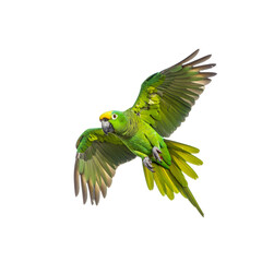 Flying amazon parrot stock photo: green parrot in flight with wings spread on transparent background