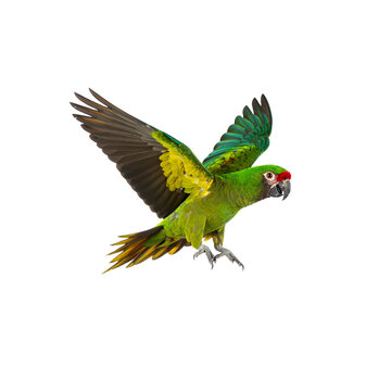 Flying green parrot pet bird exotic wildlife animal nature avian wings tropical on transparent background