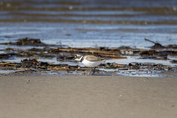 Charadrius dubius little-ringed plover.