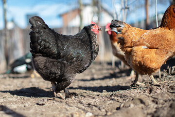 A group of domestic chickens walk around in a farmyard.