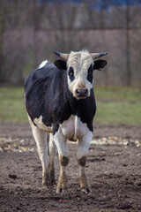A cow with a white muzzle and a black body is standing in a field. The cow is looking at the camera. She is dirty.