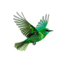 Fototapeta premium Stock image of beautiful green bird flying with wings spread on black background on transparent background