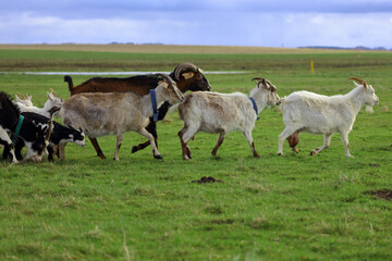 A herd of goats is grazing on a green meadow of different colors. They are grazing on a green meadow. They are eating grass and running around the field.