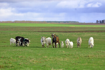 Fototapeta premium A herd of goats grazes on a green meadow in the background. Wide shot.