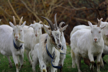 Obraz premium A herd of goats grazes on a green meadow on a farm.