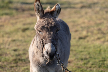 Close-up of the muzzle of a grey shaggy donkey.
