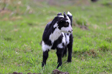 Obraz premium A black and white baby goat grazes in a farmer's meadow.