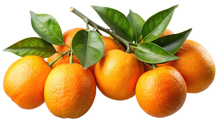 Vibrant and Fresh Mandarin Oranges on a Branch with Green Leaves against White