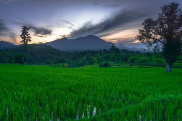 Obraz premium Beautiful morning view indonesia Panorama Landscape paddy fields with beauty color and sky natural light