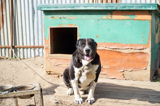 An Alabai dog sits on a chain in front of its kennel.