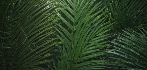 Naklejka premium Deep emerald palm leaf surface, sunlight highlights texture , veins, macro, greenery