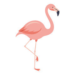 Flamingo: The Elegant Pink Wader