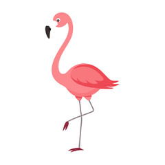 Flamingo: The Elegant Pink Wader