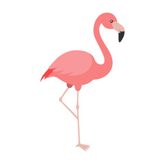 Flamingo: The Elegant Pink Wader