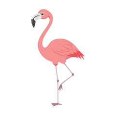 Flamingo: The Elegant Pink Wader