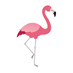 Flamingo: The Elegant Pink Wader