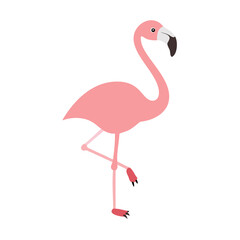 Flamingo: The Elegant Pink Wader
