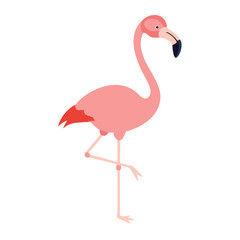 Flamingo: The Elegant Pink Wader
