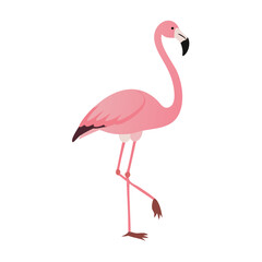 Flamingo: The Elegant Pink Wader