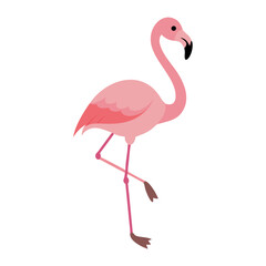 Flamingo: The Elegant Pink Wader