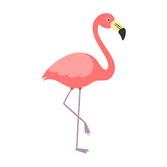 Flamingo: The Elegant Pink Wader