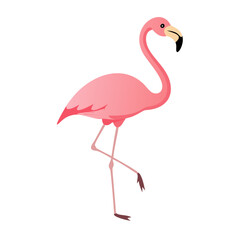 Flamingo: The Elegant Pink Wader