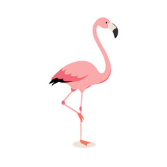 Flamingo: The Elegant Pink Wader