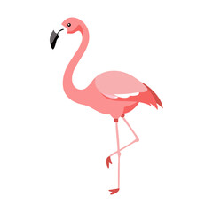 Flamingo: The Elegant Pink Wader