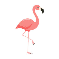 Flamingo: The Elegant Pink Wader
