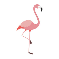Flamingo: The Elegant Pink Wader