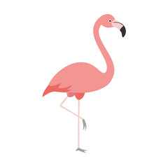 Flamingo: The Elegant Pink Wader