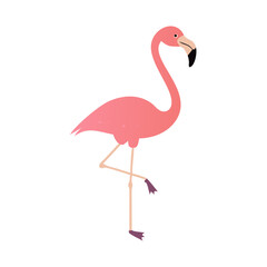 Flamingo: The Elegant Pink Wader