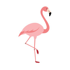 Flamingo: The Elegant Pink Wader