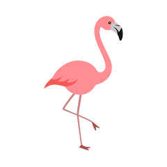 Flamingo: The Elegant Pink Wader
