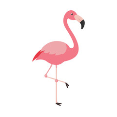 Flamingo: The Elegant Pink Wader