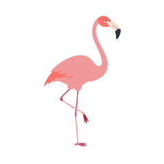 Flamingo: The Elegant Pink Wader