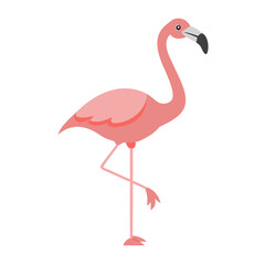 Flamingo: The Elegant Pink Wader